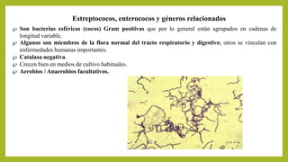 Estreptococos, enterococos y géneros relacionados
 Son bacterias esféricas (cocos) Gram positivas que por lo general están agrupados en cadenas de
longitud variable.
 Algunos son miembros de la flora normal del tracto respiratorio y digestivo; otros se vinculan con
enfermedades humanas importantes.
 Catalasa negativa.
 Crecen bien en medios de cultivo habituales.
 Aerobios / Anaerobios facultativos.
 