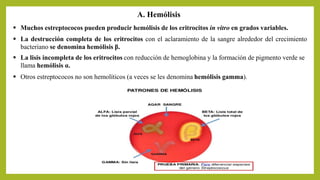 A. Hemólisis
 Muchos estreptococos pueden producir hemólisis de los eritrocitos in vitro en grados variables.
 La destrucción completa de los eritrocitos con el aclaramiento de la sangre alrededor del crecimiento
bacteriano se denomina hemólisis β.
 La lisis incompleta de los eritrocitos con reducción de hemoglobina y la formación de pigmento verde se
llama hemólisis α.
 Otros estreptococos no son hemolíticos (a veces se les denomina hemólisis gamma).
 