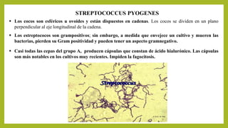 STREPTOCOCCUS PYOGENES
 Los cocos son esféricos u ovoides y están dispuestos en cadenas. Los cocos se dividen en un plano
perpendicular al eje longitudinal de la cadena.
 Los estreptococos son grampositivos; sin embargo, a medida que envejece un cultivo y mueren las
bacterias, pierden su Gram positividad y pueden tener un aspecto gramnegativo.
 Casi todas las cepas del grupo A, producen cápsulas que constan de ácido hialurónico. Las cápsulas
son más notables en los cultivos muy recientes. Impiden la fagocitosis.
 