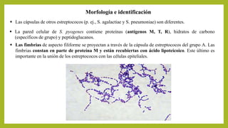  Las fimbrias de aspecto filiforme se proyectan a través de la cápsula de estreptococos del grupo A. Las
fimbrias constan en parte de proteína M y están recubiertas con ácido lipoteicoico. Este último es
importante en la unión de los estreptococos con las células epiteliales.
Morfología e identificación
 Las cápsulas de otros estreptococos (p. ej., S. agalactiae y S. pneumoniae) son diferentes.
 La pared celular de S. pyogenes contiene proteínas (antígenos M, T, R), hidratos de carbono
(específicos de grupo) y peptidoglucanos.
 