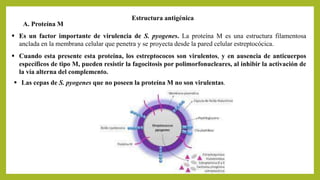 Estructura antigénica
A. Proteína M
 Las cepas de S. pyogenes que no poseen la proteína M no son virulentas.
 Es un factor importante de virulencia de S. pyogenes. La proteína M es una estructura filamentosa
anclada en la membrana celular que penetra y se proyecta desde la pared celular estreptocócica.
 Cuando esta presente esta proteína, los estreptococos son virulentos, y en ausencia de anticuerpos
específicos de tipo M, pueden resistir la fagocitosis por polimorfonucleares, al inhibir la activación de
la vía alterna del complemento.
 