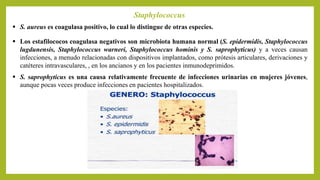  S. aureus es coagulasa positivo, lo cual lo distingue de otras especies.
 Los estafilococos coagulasa negativos son microbiota humana normal (S. epidermidis, Staphylococcus
lugdunensis, Staphylococcus warneri, Staphylococcus hominis y S. saprophyticus) y a veces causan
infecciones, a menudo relacionadas con dispositivos implantados, como prótesis articulares, derivaciones y
catéteres intravasculares, , en los ancianos y en los pacientes inmunodeprimidos.
Staphylococcus
 S. saprophyticus es una causa relativamente frecuente de infecciones urinarias en mujeres jóvenes,
aunque pocas veces produce infecciones en pacientes hospitalizados.
 