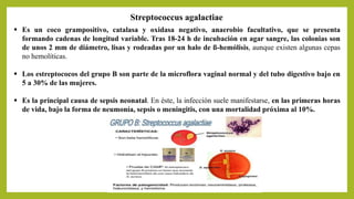 Streptococcus agalactiae
 Es un coco grampositivo, catalasa y oxidasa negativo, anaerobio facultativo, que se presenta
formando cadenas de longitud variable. Tras 18-24 h de incubación en agar sangre, las colonias son
de unos 2 mm de diámetro, lisas y rodeadas por un halo de ß-hemólisis, aunque existen algunas cepas
no hemolíticas.
 Los estreptococos del grupo B son parte de la microflora vaginal normal y del tubo digestivo bajo en
5 a 30% de las mujeres.
 Es la principal causa de sepsis neonatal. En éste, la infección suele manifestarse, en las primeras horas
de vida, bajo la forma de neumonía, sepsis o meningitis, con una mortalidad próxima al 10%.
 