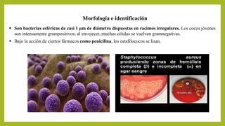 Morfología e identificación
 Son bacterias esféricas de casi 1 μm de diámetro dispuestas en racimos irregulares. Los cocos jóvenes
son intensamente grampositivos; al envejecer, muchas células se vuelven gramnegativas.
 Bajo la acción de ciertos fármacos como penicilina, los estafilococos se lisan.
 