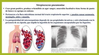 Streptococcus pneumoniae
 Coco gram positivo, produce α-hemólisis en agar sangre; anaerobio facultativo tiene forma de punta
de lanza o se agrupa en cadenas.
 Pertenecen a la flora microbiana normal del tracto respiratorio superior, y pueden causar neumonía,
meningitis, otitis y sinusitis.
 La patogenicidad del microorganismo depende de sus propiedades invasivas y está relacionada con la
presencia de su cápsula, que impide la ingestión de los organismos encapsulados por los fagocitos.
 