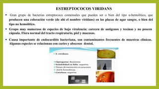 ESTREPTOCOCOS VIRIDANS
 Gran grupo de bacterias estreptococo comensales que pueden ser o bien del tipo α-hemolítico, que
producen una coloración verde (de ahí el nombre viridans) en las placas de agar sangre, o bien del
tipo no hemolítico.
 Grupo muy numeroso de especies de baja virulencia: carecen de antígenos y toxinas y no poseen
cápsula. Flora normal del tracto respiratorio, piel y mucosas.
 Causa importante de endocarditis bacteriana, son contaminantes frecuentes de muestras clínicas.
Algunas especies se relacionan con caries y abscesos dental.
 