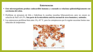Enterococcus
 Proliferan en presencia de bilis e hidrolizan la esculina (esculina biliar-positivos), pero no crecen en
solución de NaCl al 6.5%. Son parte de la microbiota entérica normal de seres humanos y animales.
 Este microorganismo produce endocarditis humana y a menudo se relaciona epidemiológicamente con
carcinoma del colon.
 Los enterococos proliferan bien entre 10 y 45 °C, pero los estreptococos por lo regular necesitan limites mas
reducidos de temperatura.
 