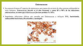  Se conocen al menos 47 especies de enterococos, pero menos de un tercio de ellas ocasiona enfermedad en
seres humanos. Enterococcus faecalis es el mas frecuente y causa 85 a 90% de las infecciones
enterococicas, en tanto que Enterococcus faecium produce 5 a 10%.
 Importantes infecciones clínicas son causadas por Enterococcus e incluyen: IVU, bacteriemia,
endocarditis bacteriana, diverticulitis y meningitis.
Enterococcus
 