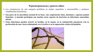Peptostreptococcus y géneros afines
 Los estreptococos de esta categoría proliferan en medios anaerobios o microaerófilos y producen
variablemente hemolisinas.
 Estas infecciones pueden ocurrir en heridas, en la mama, en la endometritis puerperal, tras la
perforación de una víscera abdominal, en el cerebro o en la supuración crónica del pulmón.
 Son parte de la microbiota normal de la boca, vías respiratorias altas, intestinos y aparato genital
femenino. A menudo participan con muchas otras especies de bacterias en infecciones anaerobias
mixtas.
 