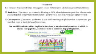 Tratamiento
Los fármacos de elección frente a estos agentes son los pertenecientes a la familia de los Betalactámicos:
 Penicilinas (Descubierta por Alexander Fleming en 1928, el cual denominó penicilina a la sustancia
producida por un hongo “Penicilium Notatum” que provoca la lisis de especies de Staphylococcus).
 Cefalosporinas (Descubierta por Brotzu, el cual aisló otro hongo Cephalosporium Acremonium, que
identificó como la fuente de las cefalosporinas).
Son antibióticos bactericidas , impiden la síntesis de la pared celular bacteriana, al inhibir la
enzima transpeptidasa, acción que evita la formación de péptido glucano.
 