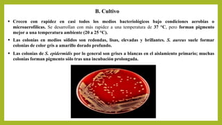 B. Cultivo
 Crecen con rapidez en casi todos los medios bacteriológicos bajo condiciones aerobias o
microaerofílicas. Se desarrollan con más rapidez a una temperatura de 37 °C, pero forman pigmento
mejor a una temperatura ambiente (20 a 25 °C).
 Las colonias en medios sólidos son redondas, lisas, elevadas y brillantes. S. aureus suele formar
colonias de color gris a amarillo dorado profundo.
 Las colonias de S. epidermidis por lo general son grises a blancas en el aislamiento primario; muchas
colonias forman pigmento sólo tras una incubación prolongada.
 