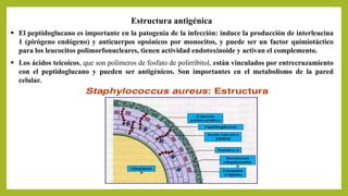  El peptidoglucano es importante en la patogenia de la infección: induce la producción de interleucina
1 (pirógeno endógeno) y anticuerpos opsónicos por monocitos, y puede ser un factor quimiotáctico
para los leucocitos polimorfonucleares, tienen actividad endotoxinoide y activan el complemento.
Estructura antigénica
 Los ácidos teicoicos, que son polímeros de fosfato de polirribitol, están vinculados por entrecruzamiento
con el peptidoglucano y pueden ser antigénicos. Son importantes en el metabolismo de la pared
celular.
 