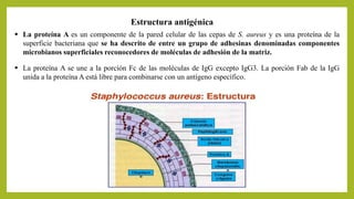  La proteína A es un componente de la pared celular de las cepas de S. aureus y es una proteína de la
superficie bacteriana que se ha descrito de entre un grupo de adhesinas denominadas componentes
microbianos superficiales reconocedores de moléculas de adhesión de la matriz.
 La proteína A se une a la porción Fc de las moléculas de IgG excepto IgG3. La porción Fab de la IgG
unida a la proteína A está libre para combinarse con un antígeno específico.
Estructura antigénica
 