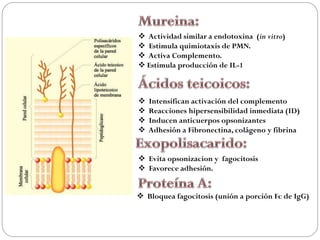  Actividad similar a endotoxina (in vitro)
 Estimula quimiotaxis de PMN.
 Activa Complemento.
 Estimula producción de IL-1



   Intensifican activación del complemento
   Reacciones hipersensibilidad inmediata (ID)
   Inducen anticuerpos opsonizantes
   Adhesión a Fibronectina, colágeno y fibrina


 Evita opsonizacion y fagocitosis
 Favorece adhesión.


 Bloquea fagocitosis (unión a porción Fc de IgG)
 