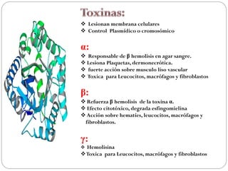  Lesionan membrana celulares
 Control Plasmídico o cromosómico


α:
 Responsable de β hemolisis en agar sangre.
 Lesiona Plaquetas, dermonecrótica.
 fuerte acción sobre musculo liso vascular
 Toxica para Leucocitos, macrófagos y fibroblastos


β:
 Refuerza β hemolisis de la toxina α.
 Efecto citotóxico, degrada esfingomielina
 Acción sobre hematíes, leucocitos, macrófagos y
 fibroblastos.


γ:
 Hemolisina
Toxica para Leucocitos, macrófagos y fibroblastos
 