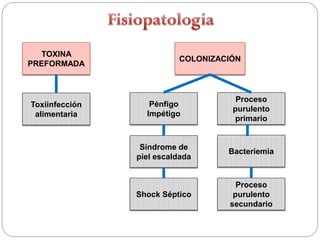 TOXINA
                          COLONIZACIÓN
PREFORMADA



                                     Proceso
Toxiinfección      Pénfigo
                                    purulento
 alimentaria      Impétigo
                                     primario


                 Síndrome de
                                   Bacteriemia
                piel escaldada


                                     Proceso
                Shock Séptico       purulento
                                   secundario
 