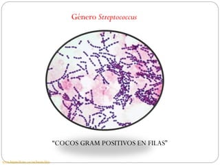 Género Streptococcus




                                   “COCOS GRAM POSITIVOS EN FILAS”

www.bigmedicine.ca/sachavais.htm
 
