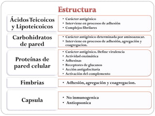 Ácidos Teicoicos   • Carácter antigénico
                   • Interviene en procesos de adhesión
y Lipoteicoicos    • Complejos fibrilares

Carbohidratos      • Carácter antigénico determinada por aminoazucar.
                   • Interviene en procesos de adhesión, agregación y
  de pared           coagregacion.
                   •   Carácter antigénico. Define virulencia
                   •   Actividad enzimática
 Proteínas de      •   Adhesinas
 pared celular     •
                   •
                       Receptores de glucanos
                       Acción antigafocitaria
                   •   Activación del complemento

   Fimbrias        • Adhesión, agregación y coagregacion.


                   • No inmunogenica
    Capsula        • Antiopsonica
 