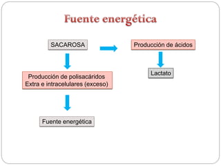 SACAROSA                 Producción de ácidos



                                       Lactato
 Producción de polisacáridos
Extra e intracelulares (exceso)




      Fuente energética
 