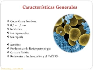  Cocos Gram Positivos
           0,5 – 1,5 um
           Inmóviles
           No esporulados
           Sin capsula

           Aerobios
           Producen acido láctico pero no gas
           Catalasa Positiva
           Resistentes a las desecación y al NaCl 9%


medicineworld.org/.../April-9-2008.html
 