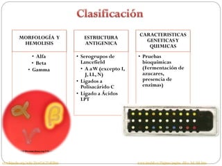 CARACTERISTICAS
          MORFOLOGÍA Y                    ESTRUCTURA
                                                                 GENETICAS Y
           HEMOLISIS                      ANTIGENICA
                                                                  QUIMICAS
                  • Alfa               • Serogrupos de        • Pruebas
                  • Beta                 Lancefield             bioquímicas
                • Gamma                  • A aW (excepto I,     (Fermentación de
                                           J, LL, N)            azucares,
                                       • Ligados a              presencia de
                                         Polisacárido C         enzimas)
                                       • Ligado a Ácidos
                                         LPT




es.wikipedia.org/wiki/Hem%C3%B3lisis                          www.insulab.es/Paginas/pagina_difco_bd_bbl.htm
 