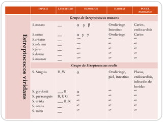 ESPECIE      LANCEFIELD         HEMOLISIS           HABITAT           PODER
                                                                                                 PATOGENO

                                                 Grupo de Streptococcus mutans
                         S. mutans        __            α y β               Orofaringe        Caries,
                                                                            Intestino         endocarditis
                         S. rattus        __            α y γ               Orofaringe        Caries
Estreptococos viridans

                         S. cricetus      __            “”                  “”                “”
                         S. sobrinus      __            “”                  “”                “”
                         S. ferus         __            “”                  “”                “”
                         S. downei        __            “”                  “”                “”
                         S. macacae       __            “”                  “”                “”
                                                     Grupo de Streptococcus oralis
                         S. Sanguis       H, W          α                   Orofaringe,       Placas,
                                                                            piel, intestino   endocarditis,
                                                                                              infección de
                                                                                              heridas
                         S. gordonii      __, H         α                   “”                “”
                         S. parasanguis   B, F, G       “”                  “”                “”
                         S. crista        __, H, K      “”                  “”                “”
                         S. oralis        __            “”                  “”                “”
                         S. mitis         __            “”                  “”                “”
 