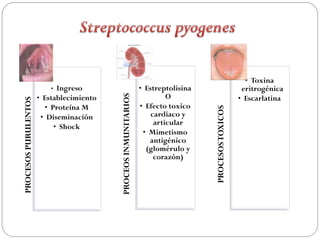 • Toxina
                          • Ingreso                              • Estreptolisina                       eritrogénica
                                                                          O


                                          PROCEOS INMUNITARIOS
                      • Establecimiento                                                                • Escarlatina
PROCESOS PURULENTOS




                        • Proteína M                             • Efecto toxico




                                                                                    PROCESOS TOXICOS
                       • Diseminación                                cardiaco y
                                                                      articular
                           • Shock
                                                                  • Mimetismo
                                                                    antigénico
                                                                   (glomérulo y
                                                                      corazón)
 