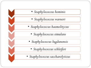• Staphylococcus hominis
   • Staphylococcus warneri
• Staphylococcus haemolitycus
   • Staphylococcus simulans
 • Staphylococcus lugdunensis
  • Staphylococcus schleiferi
• Staphylococcus saccharolyticus
 