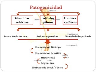 Glándulas             Folículos           Lesiones
          sebáceas.              pilosos            cutáneas



Formación de abscesos       Lesiones supurativas    Necrosis tisular profunda



                          Diseminación Linfática

                          Diseminación hemática
                                Bacteriemia
                                Septicemia
                        Síndrome de Shock ´Tóxico
 