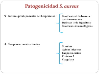  Factores predisponentes del hospedador   Trastornos de la barrera
                                           cutáneo-mucosa
                                           Defectos de la fagocitosis
                                           Trastornos inmunológicos




 Componentes estructurales
                                           Mureina
                                           Ácidos Teicoicos
                                           Exopolisacarido
                                           Proteína A
                                           Coagulasa
 