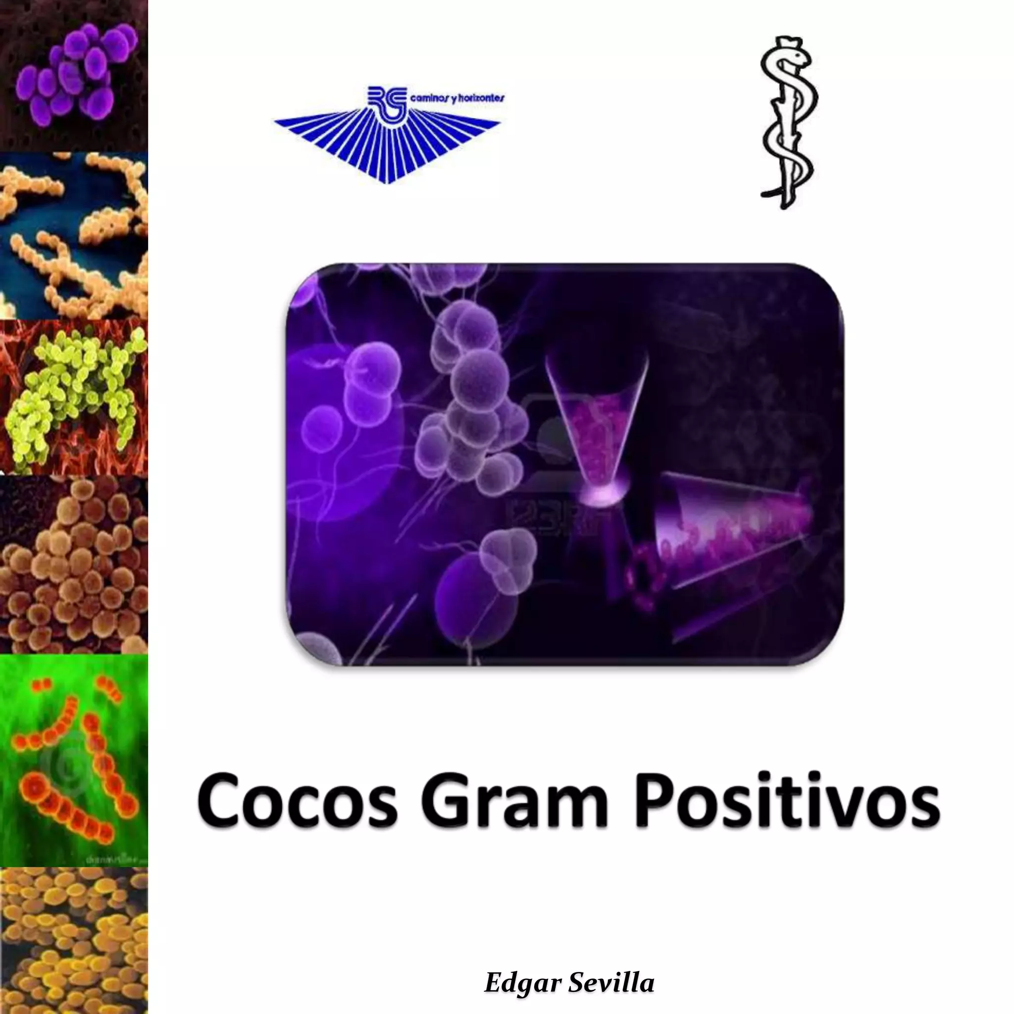 Staphylococcus, cocos gram positivos, Microbiologia | PPTX