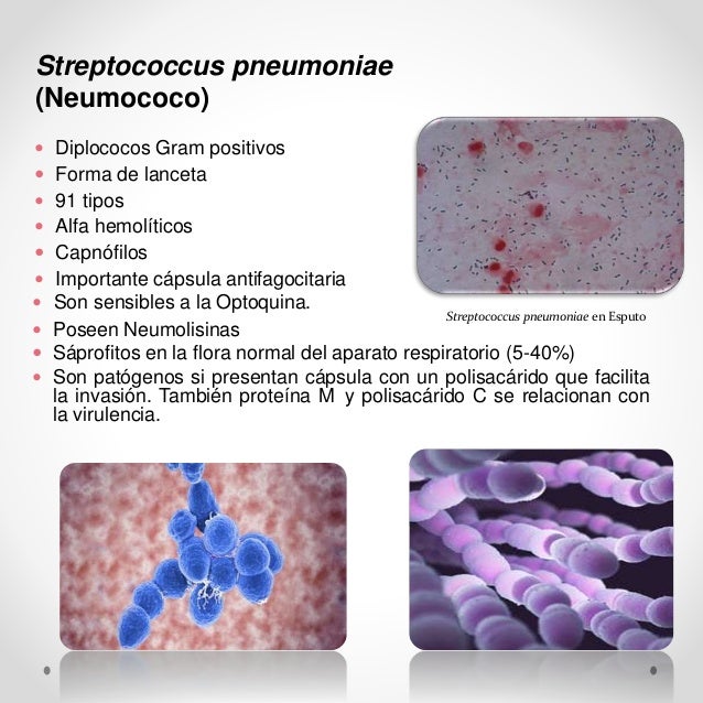 Cocos gram positivos (streptococcus)