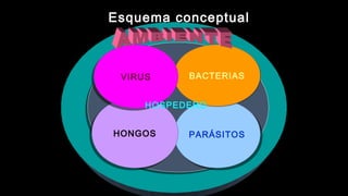 PARÁSITOSPARÁSITOSHONGOSHONGOS
BACTERIASBACTERIASVIRUSVIRUS
Esquema conceptualEsquema conceptual
HOSPEDERO
 