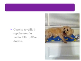 • Coco se réveille à
  sept heures du
  matin. Elle préfère
  dormir.
 