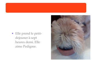 • Elle prend le petit-
  dejeuner à sept
  heures demi. Elle
  aime Pedigree.
 
