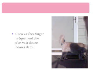 • Coco va chez Sugar.
  Fréquement elle
  s’en va à douze
  heures demi.
 