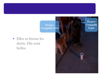 Bonjour
                      Bonjour       J’mappelle
                  J’mappelle Coco      Sugar



• Elles se brosse les
  dents. Elle sont
  belles.
 