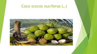 Coco (cocos nuciferas L.) 
 