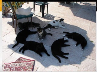 Code Management (Version Control)