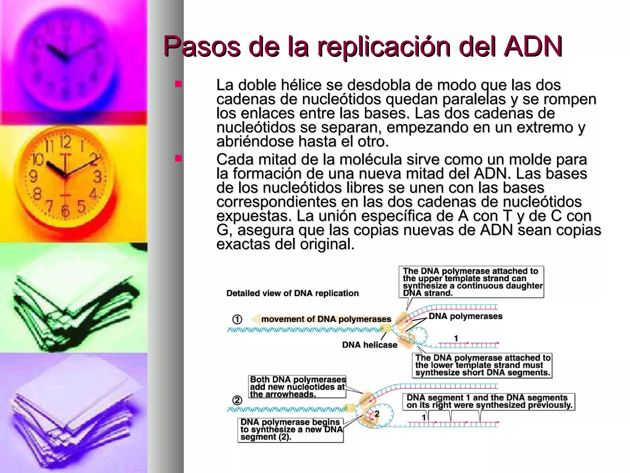 Pasos de la replicación del ADNPasos de la replicación del ADN
 La doble hélice se desdobla de modo que las dosLa doble hélice se desdobla de modo que las dos
cadenas de nucleótidos quedan paralelas y se rompencadenas de nucleótidos quedan paralelas y se rompen
los enlaces entre las bases. Las dos cadenas delos enlaces entre las bases. Las dos cadenas de
nucleótidos se separan, empezando en un extremo ynucleótidos se separan, empezando en un extremo y
abriéndose hasta el otro.abriéndose hasta el otro.
 Cada mitad de la molécula sirve como un molde paraCada mitad de la molécula sirve como un molde para
la formación de una nueva mitad del ADN. Las basesla formación de una nueva mitad del ADN. Las bases
de los nucleótidos libres se unen con las basesde los nucleótidos libres se unen con las bases
correspondientes en las dos cadenas de nucleótidoscorrespondientes en las dos cadenas de nucleótidos
expuestas. La unión específica de A con T y de C conexpuestas. La unión específica de A con T y de C con
G, asegura que las copias nuevas de ADN sean copiasG, asegura que las copias nuevas de ADN sean copias
exactas del original.exactas del original.
 