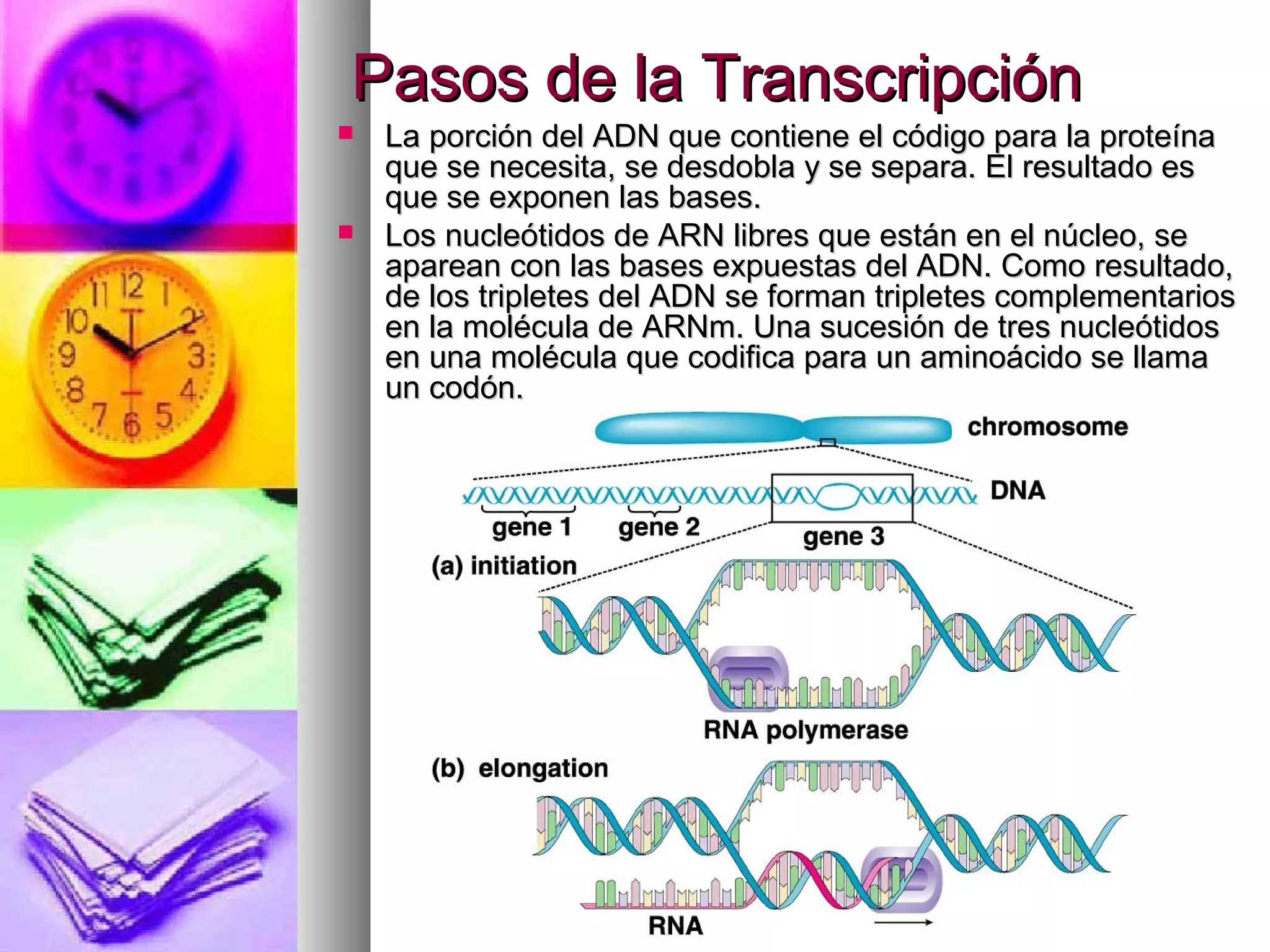 Pasos de la TranscripciónPasos de la Transcripción
 La porción del ADN que contiene el código para la proteínaLa porción del ADN que contiene el código para la proteína
que se necesita, se desdobla y se separa. El resultado esque se necesita, se desdobla y se separa. El resultado es
que se exponen las bases.que se exponen las bases.
 Los nucleótidos de ARN libres que están en el núcleo, seLos nucleótidos de ARN libres que están en el núcleo, se
aparean con las bases expuestas del ADN. Como resultado,aparean con las bases expuestas del ADN. Como resultado,
de los tripletes del ADN se forman tripletes complementariosde los tripletes del ADN se forman tripletes complementarios
en la molécula de ARNm. Una sucesión de tres nucleótidosen la molécula de ARNm. Una sucesión de tres nucleótidos
en una molécula que codifica para un aminoácido se llamaen una molécula que codifica para un aminoácido se llama
un codón.un codón.
 