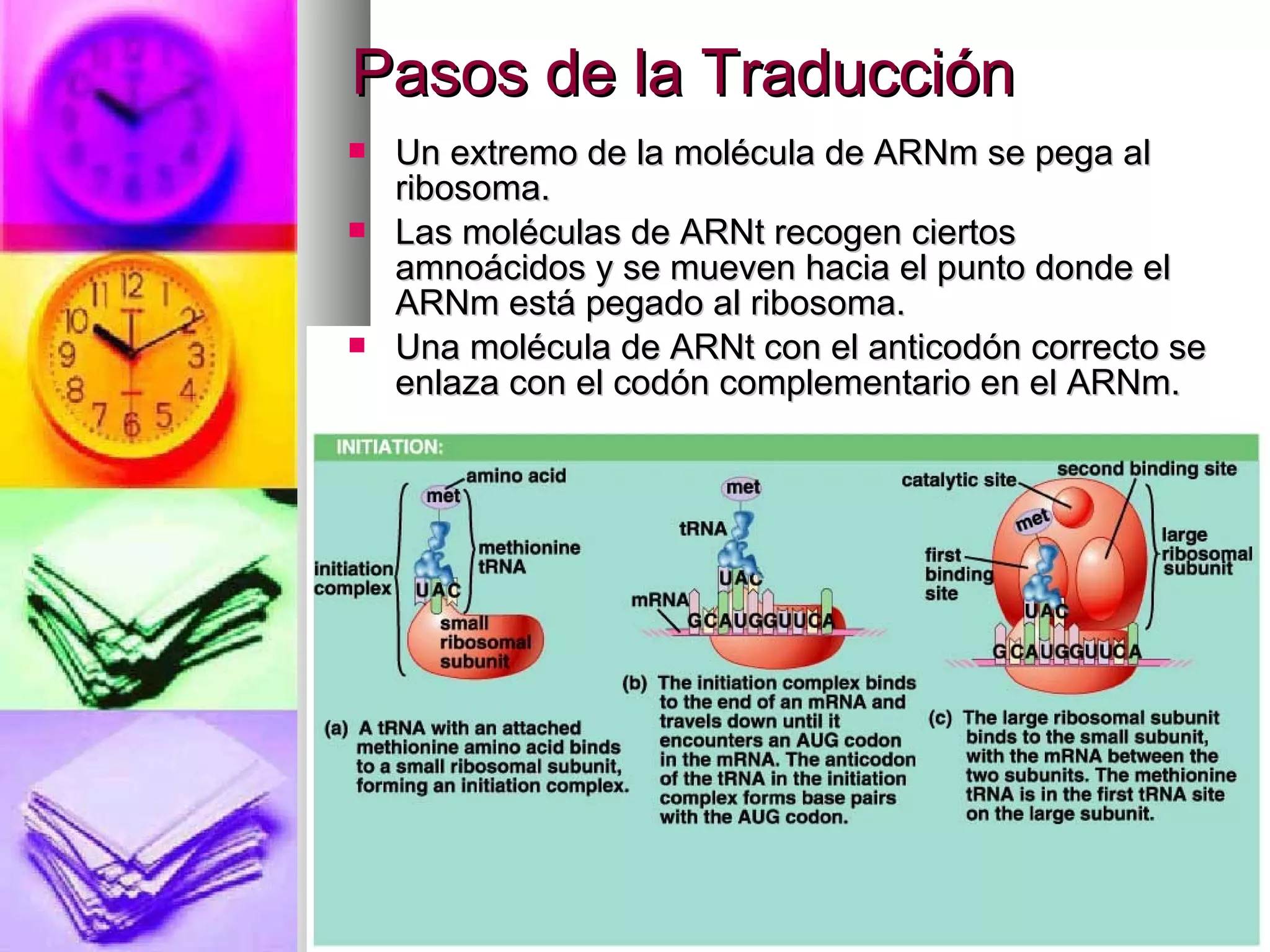 Pasos de la TraducciónPasos de la Traducción
 Un extremo de la molécula de ARNm se pega alUn extremo de la molécula de ARNm se pega al
ribosoma.ribosoma.
 Las moléculas de ARNt recogen ciertosLas moléculas de ARNt recogen ciertos
amnoácidos y se mueven hacia el punto donde elamnoácidos y se mueven hacia el punto donde el
ARNm está pegado al ribosoma.ARNm está pegado al ribosoma.
 Una molécula de ARNt con el anticodón correcto seUna molécula de ARNt con el anticodón correcto se
enlaza con el codón complementario en el ARNm.enlaza con el codón complementario en el ARNm.
 