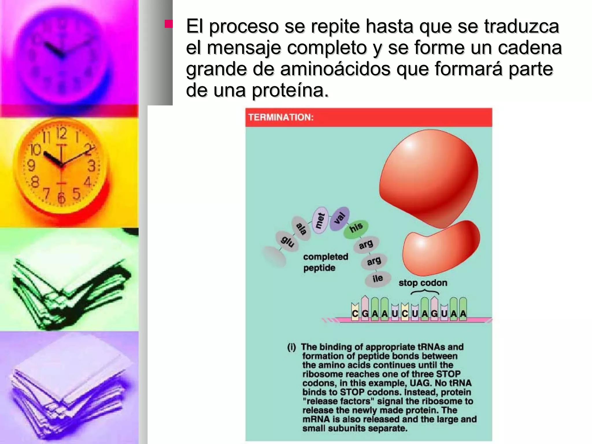  El proceso se repite hasta que se traduzcaEl proceso se repite hasta que se traduzca
el mensaje completo y se forme un cadenael mensaje completo y se forme un cadena
grande de aminoácidos que formará partegrande de aminoácidos que formará parte
de una proteína.de una proteína.
 