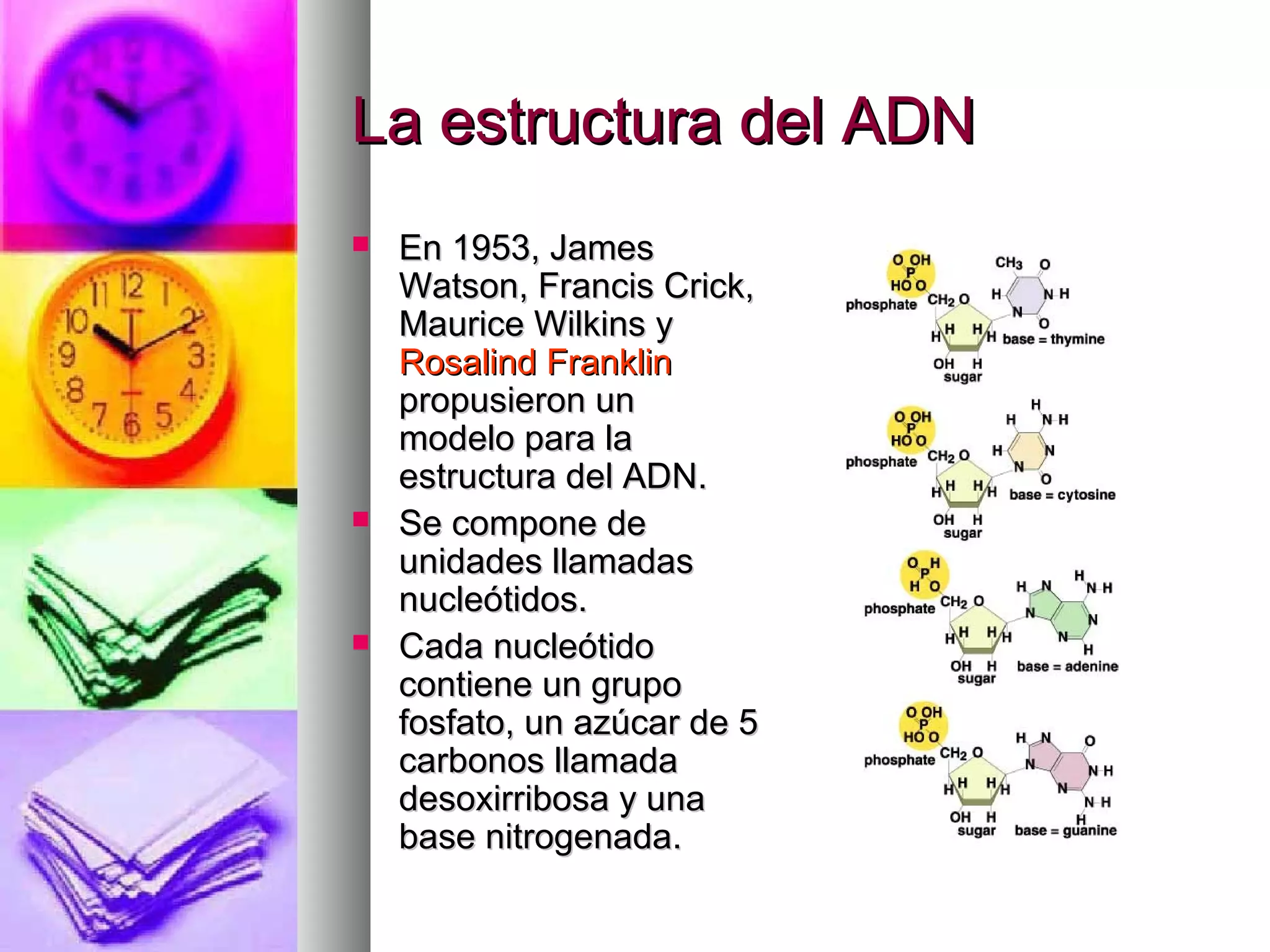 La estructura del ADNLa estructura del ADN
 En 1953, JamesEn 1953, James
Watson, Francis Crick,Watson, Francis Crick,
Maurice Wilkins yMaurice Wilkins y
Rosalind FranklinRosalind Franklin
propusieron unpropusieron un
modelo para lamodelo para la
estructura del ADN.estructura del ADN.
 Se compone deSe compone de
unidades llamadasunidades llamadas
nucleótidos.nucleótidos.
 Cada nucleótidoCada nucleótido
contiene un grupocontiene un grupo
fosfato, un azúcar de 5fosfato, un azúcar de 5
carbonos llamadacarbonos llamada
desoxirribosa y unadesoxirribosa y una
base nitrogenada.base nitrogenada.
 