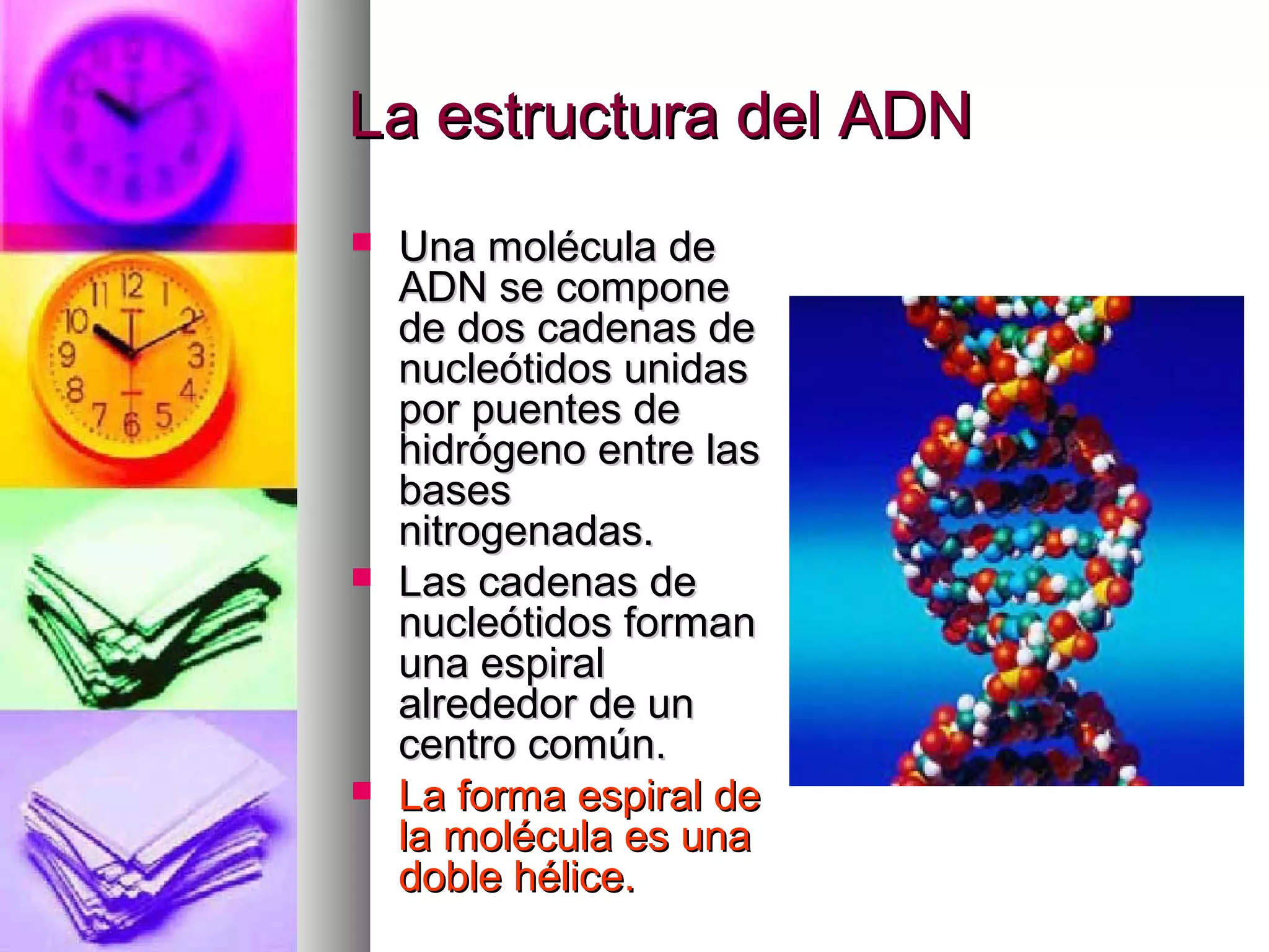  Una molécula deUna molécula de
ADN se componeADN se compone
de dos cadenas dede dos cadenas de
nucleótidos unidasnucleótidos unidas
por puentes depor puentes de
hidrógeno entre lashidrógeno entre las
basesbases
nitrogenadas.nitrogenadas.
 Las cadenas deLas cadenas de
nucleótidos formannucleótidos forman
una espiraluna espiral
alrededor de unalrededor de un
centro común.centro común.
 La forma espiral deLa forma espiral de
la molécula es unala molécula es una
doble hélice.doble hélice.
La estructura del ADNLa estructura del ADN
 