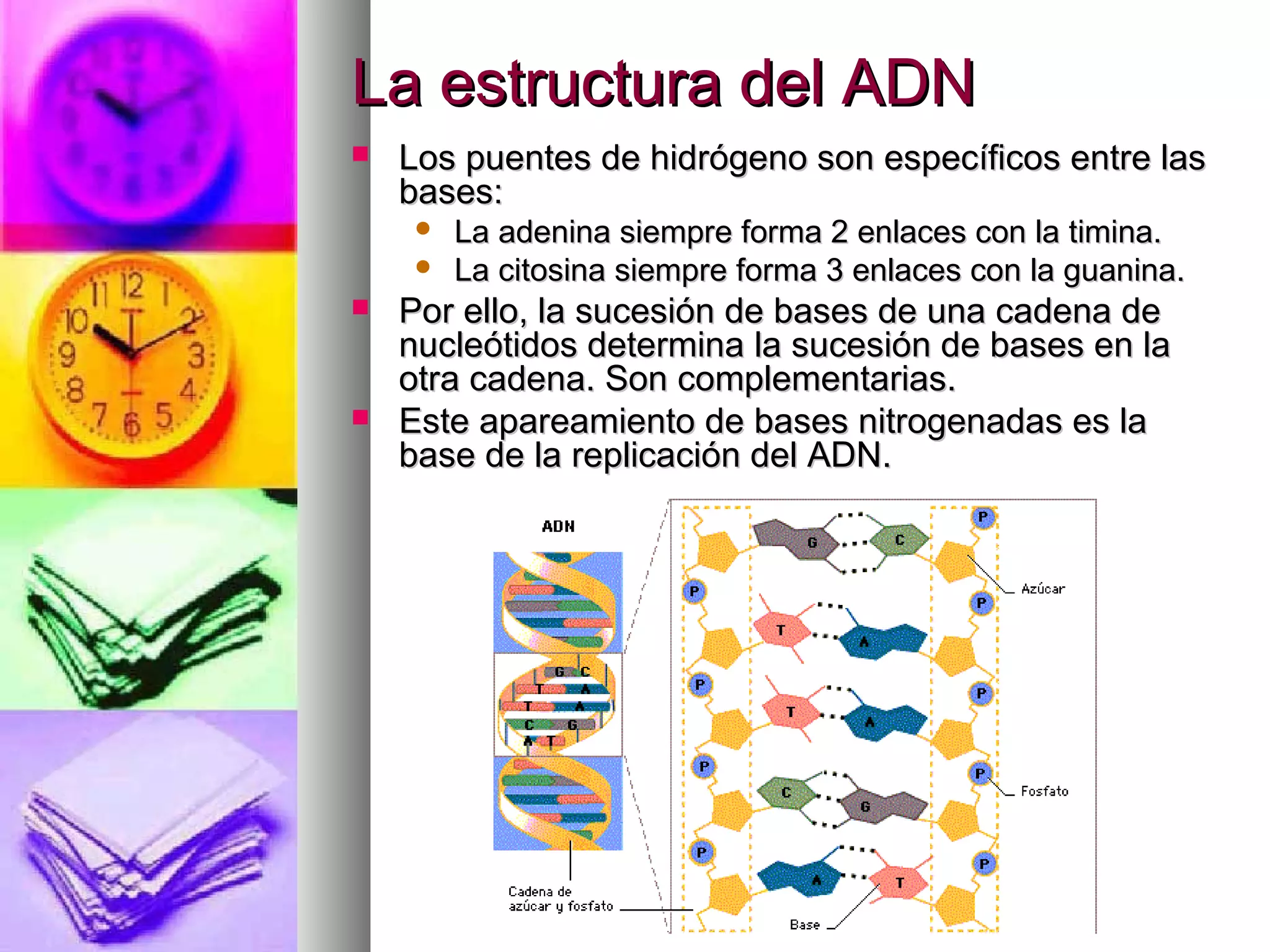  Los puentes de hidrógeno son específicos entre lasLos puentes de hidrógeno son específicos entre las
bases:bases:
 La adenina siempre forma 2 enlaces con la timina.La adenina siempre forma 2 enlaces con la timina.
 La citosina siempre forma 3 enlaces con la guanina.La citosina siempre forma 3 enlaces con la guanina.
 Por ello, la sucesión de bases de una cadena dePor ello, la sucesión de bases de una cadena de
nucleótidos determina la sucesión de bases en lanucleótidos determina la sucesión de bases en la
otra cadena. Son complementarias.otra cadena. Son complementarias.
 Este apareamiento de bases nitrogenadas es laEste apareamiento de bases nitrogenadas es la
base de la replicación del ADN.base de la replicación del ADN.
La estructura del ADNLa estructura del ADN
 