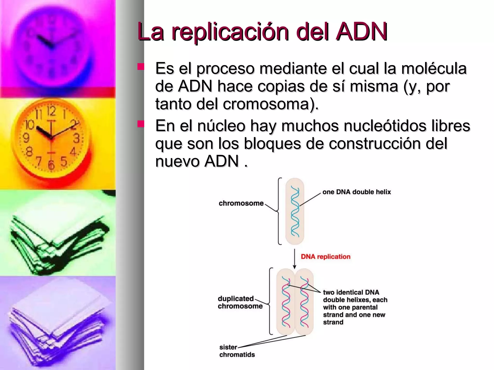 La replicación del ADNLa replicación del ADN
 Es el proceso mediante el cual la moléculaEs el proceso mediante el cual la molécula
de ADN hace copias de sí misma (y, porde ADN hace copias de sí misma (y, por
tanto del cromosoma).tanto del cromosoma).
 En el núcleo hay muchos nucleótidos libresEn el núcleo hay muchos nucleótidos libres
que son los bloques de construcción delque son los bloques de construcción del
nuevo ADN .nuevo ADN .
 