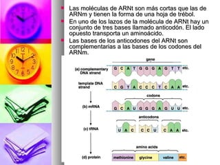 CODIGO GENETICO | PPT