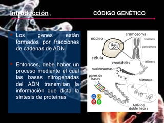 Introducción1 CÓDIGO GENÉTICOCÓDIGO GENÉTICO
 Los genes están
formados por fracciones
de cadenas de ADN
 Entonces, debe haber un
proceso mediante el cual
las bases nitrogenadas
del ADN transmitan la
información que dicta la
síntesis de proteínas
 