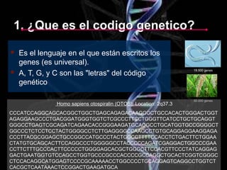 1. ¿Que es el codigo genetico?1. ¿Que es el codigo genetico?
 Es el lenguaje en el que están escritos los
genes (es universal).
 A, T, G, y C son las "letras" del código
genético
19.500 genes
50.000 genes
Homo sapiens otospiralin (OTOS); Location: 2q37.3
CCCATCCAGGCAGCACGGCTGGCTGAGCAGAGACAAGGGCTGCCACACTGGGACTGGT
AGAGGAAGCCCTGACGGATGGGTGGTCTCGCCCTTCCTGGGTTCATCCTGCTGCAGGT
GGGCCTGAGTCGCAGATCAGAACACCGGGAAGATGCAGGCCTGCATGGTGCCGGGGCT
GGCCCTCTCCTCCTACTGGGGCCTCTTGAGGGGCCAAGCCTGTGCAGGAGGAAGGAGA
CCCTTACGCGGAGCTGCCGGCCATGCCCTACTGGCCTTTTCCACCTCTGACTTCTGGAA
CTATGTGCAGCACTTCCAGGCCCTGGGGGCCTACCCCCAGATCGAGGACTGGCCCGAA
CCTTCTTTGCCCACTTCCCCCTGGGGAGCACGCTGGGCTTCCACGTTCCCTATCAGGAG
GACTGAATGGTGTCCAGCCTGGTGCCCGCCCACCCCGCCAGGCTGCACTCGGTCGGGC
CTCCACAGGCATGGAGTCCCCGCAAAAACCTGGCCCCTGCAGGAGTCAGGCCTGGTCT
CACGCTCAATAAACTCCGGACTGAAGATGCA
 